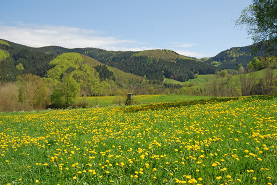 LÃ¶wenzahnwiese in Kirnbach